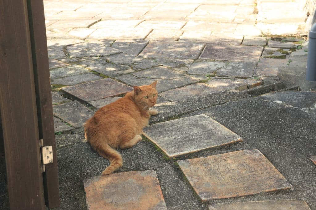 こちらを発見ネコチャン