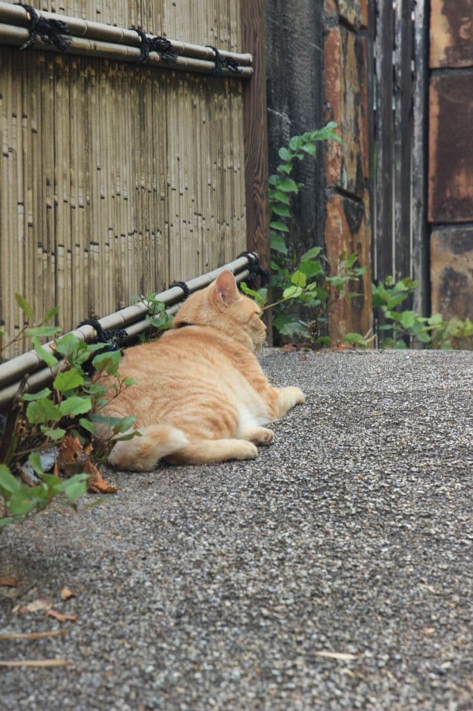 眠りこけネコチャン