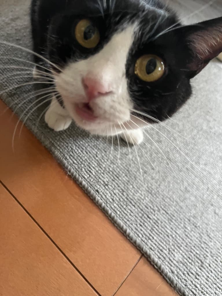 くろしろちゃん