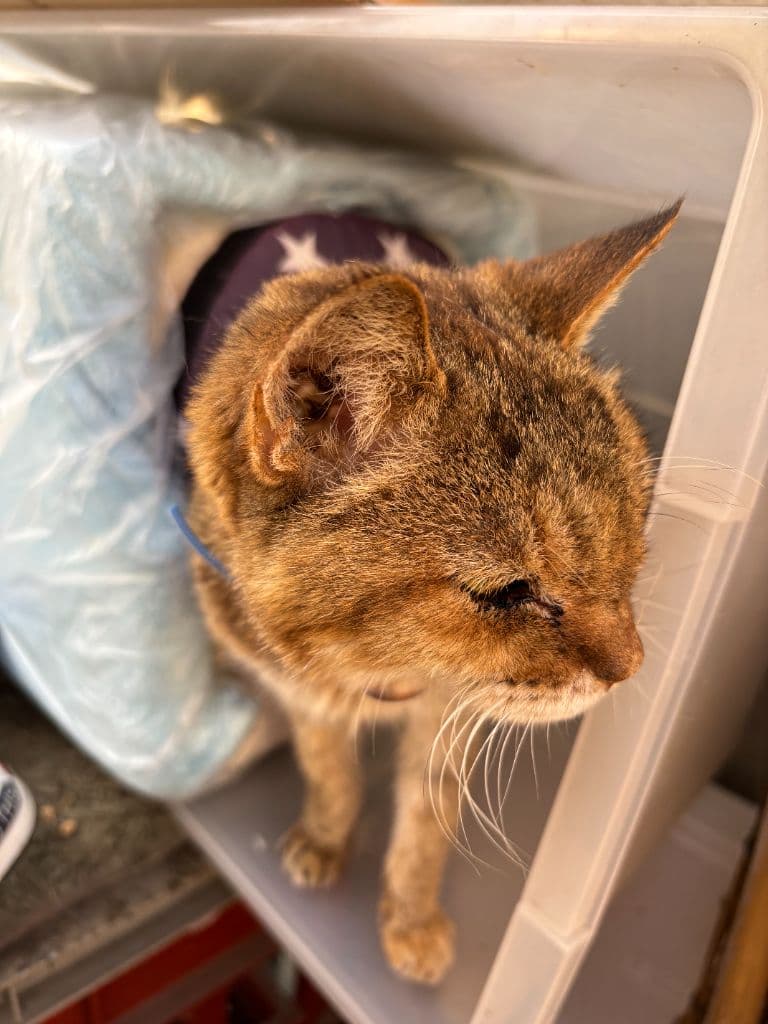 うちの子です。