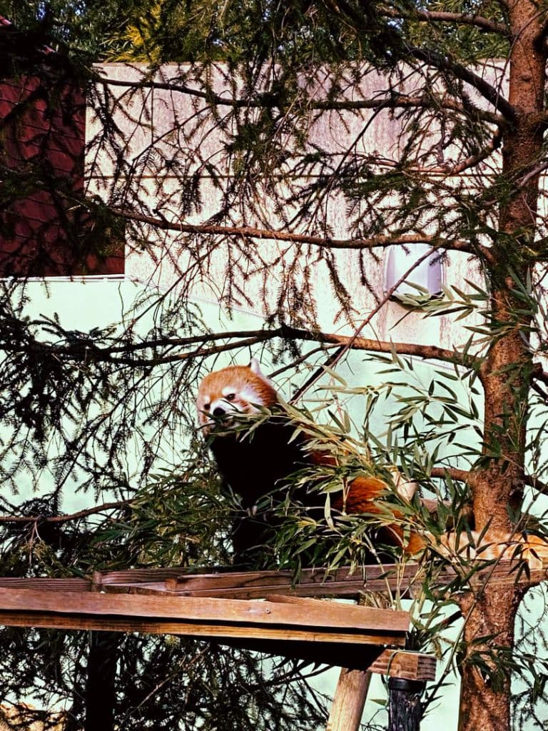 食べるレッサーパンダ