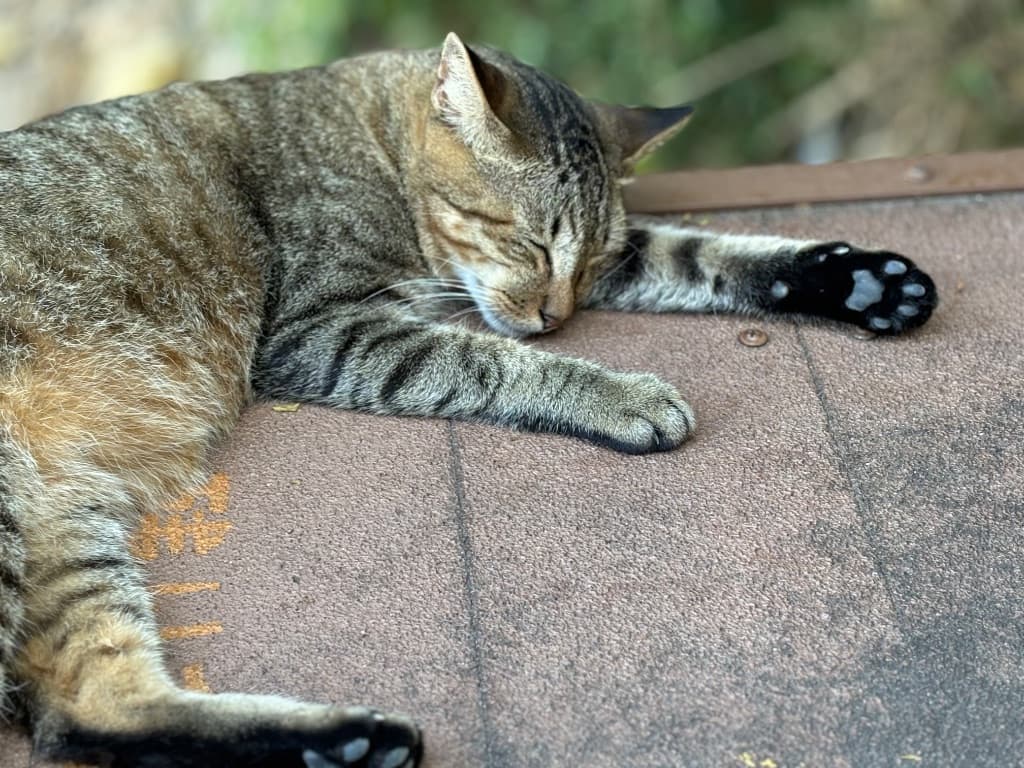 うちなーまやー