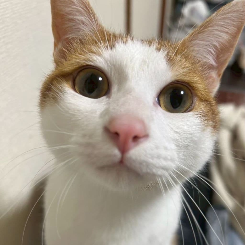 おやつちょーだい