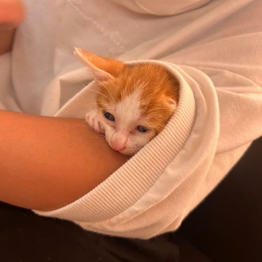 隠れたら眠くなってきた