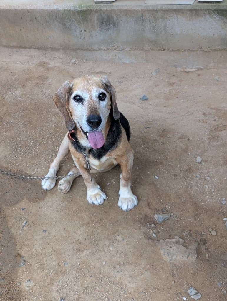 にこにこなうちの子