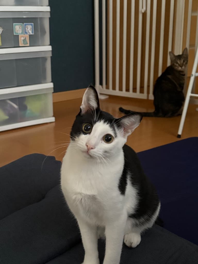 激カワきゅるきゅるはっちゃん