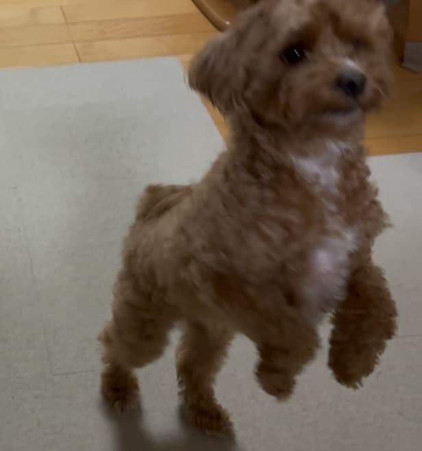 ティラノサウルス