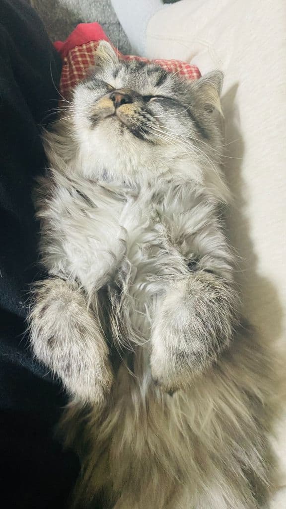 家族のそばでおねんね