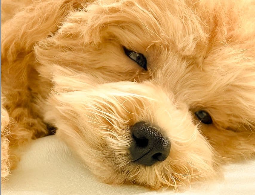 お昼寝中の愛犬🐾