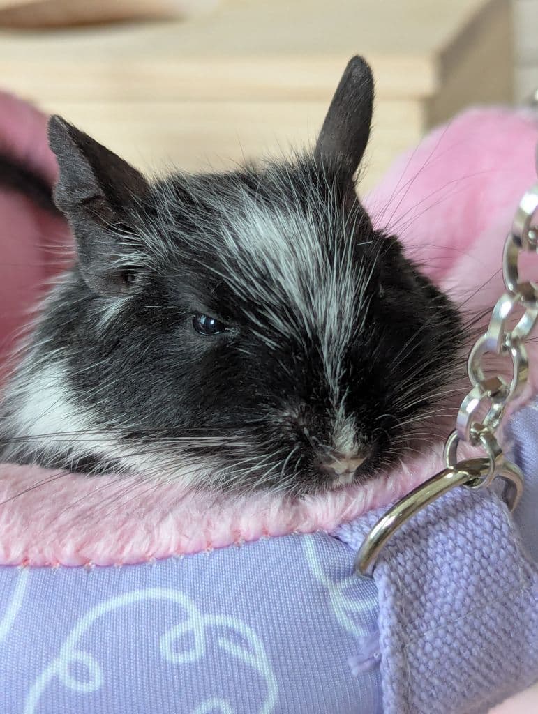 ペットのデグーマウスです