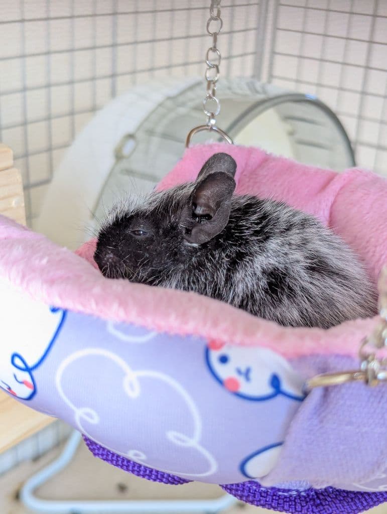 デグーマウスです（２）