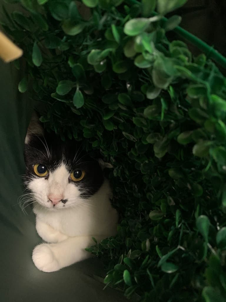 緑のトンネルと猫