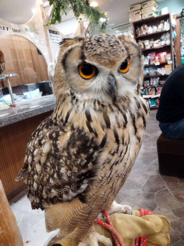 イケメンなフクロウさん