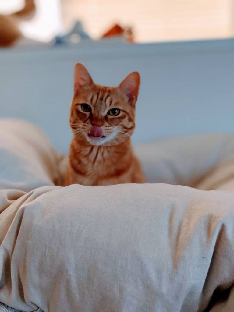 奇跡のショット