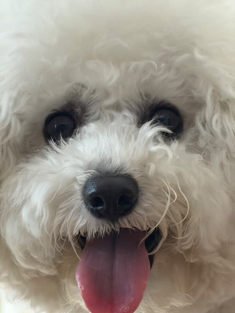 我が家のしろくま