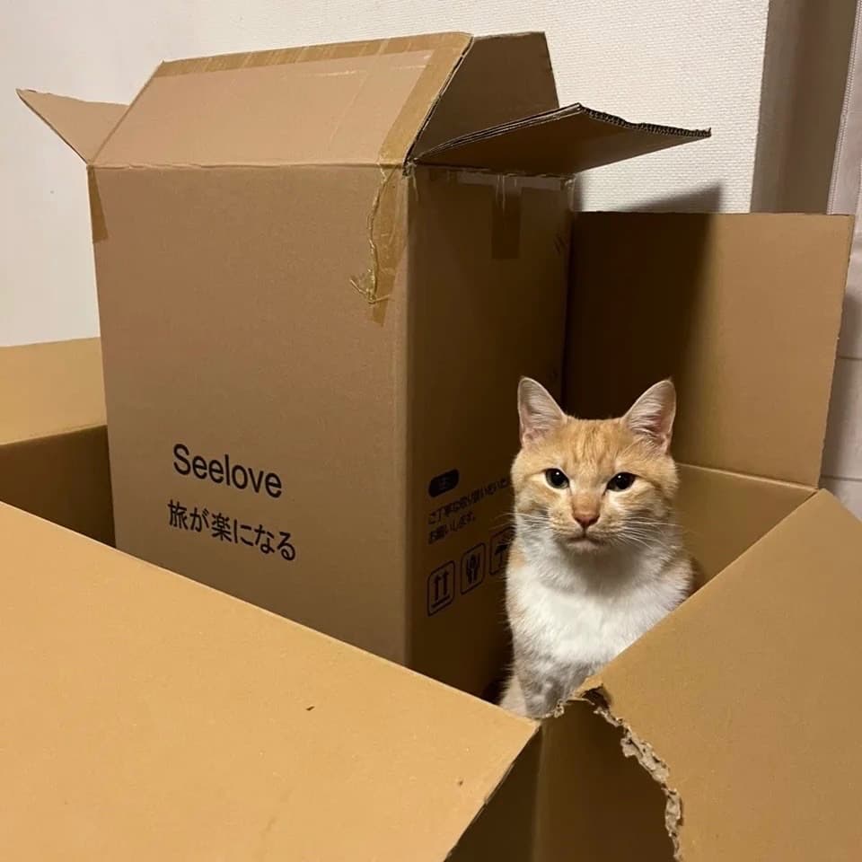 ダンボールと猫