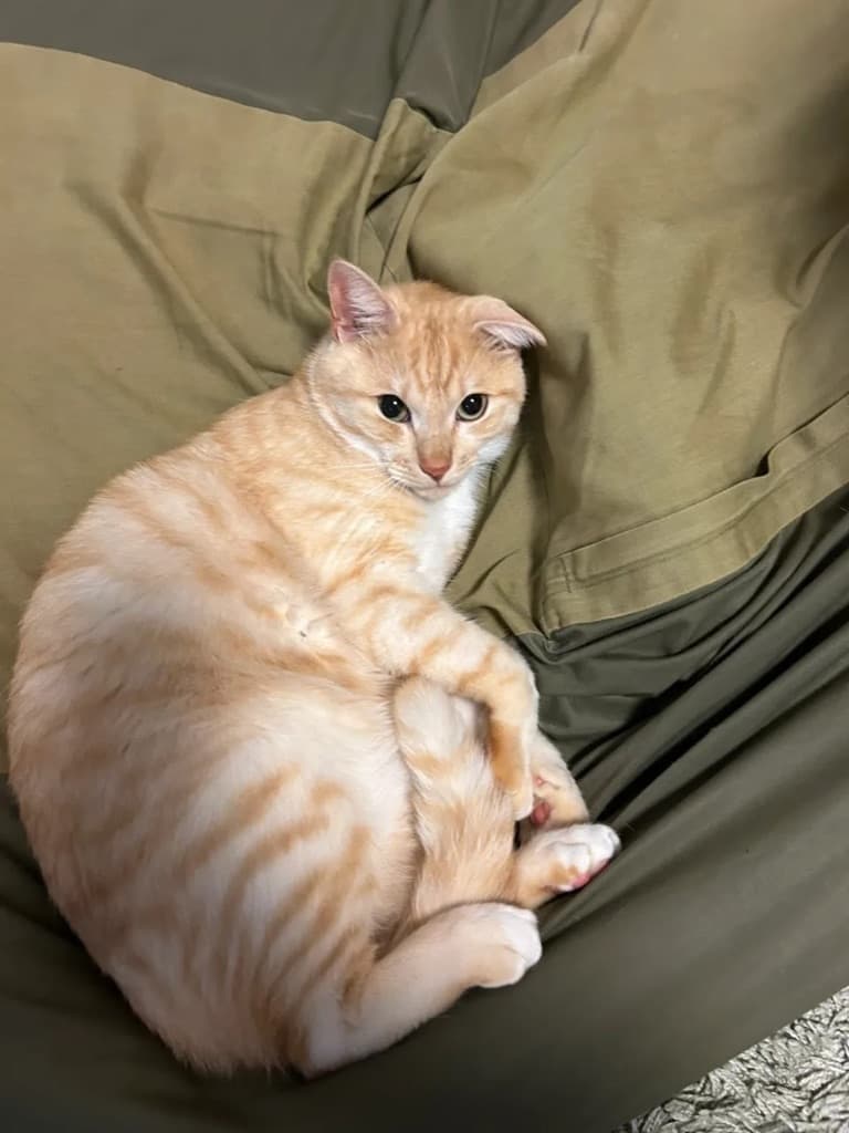 きゅるきゅるにゃんこ