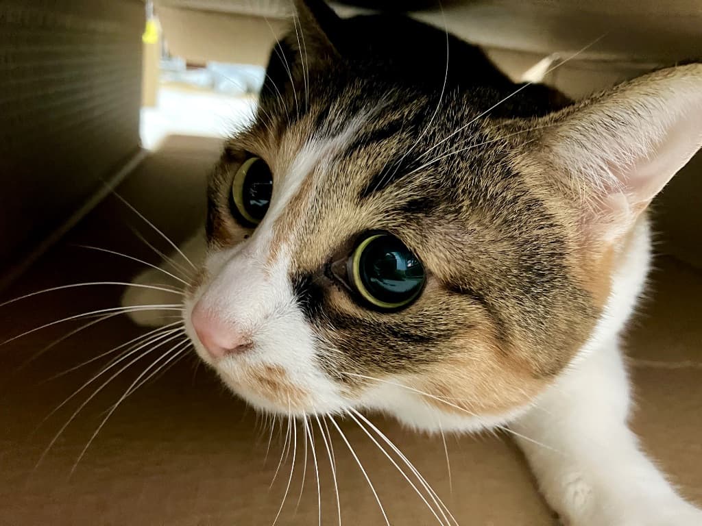 ダンボールに入る愛猫
