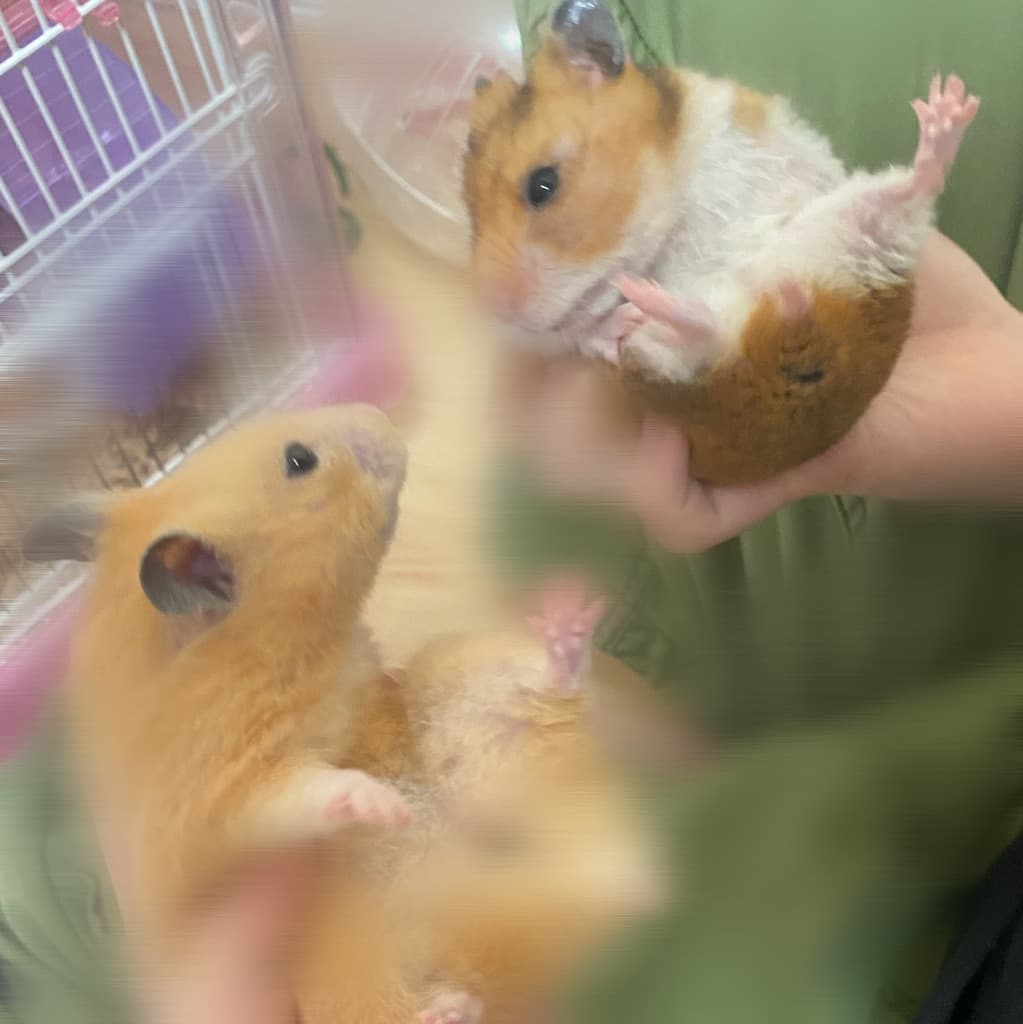 うちのハムきなこもち